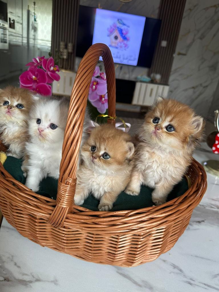Prachtige raszuivere British longhair Golden NY12 kittens, Dieren en Toebehoren, Meerdere dieren