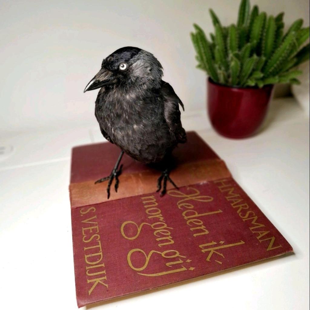 Kauw op boek taxidermie, Ophalen of Verzenden, Nieuw, Vogel, Opgezet dier