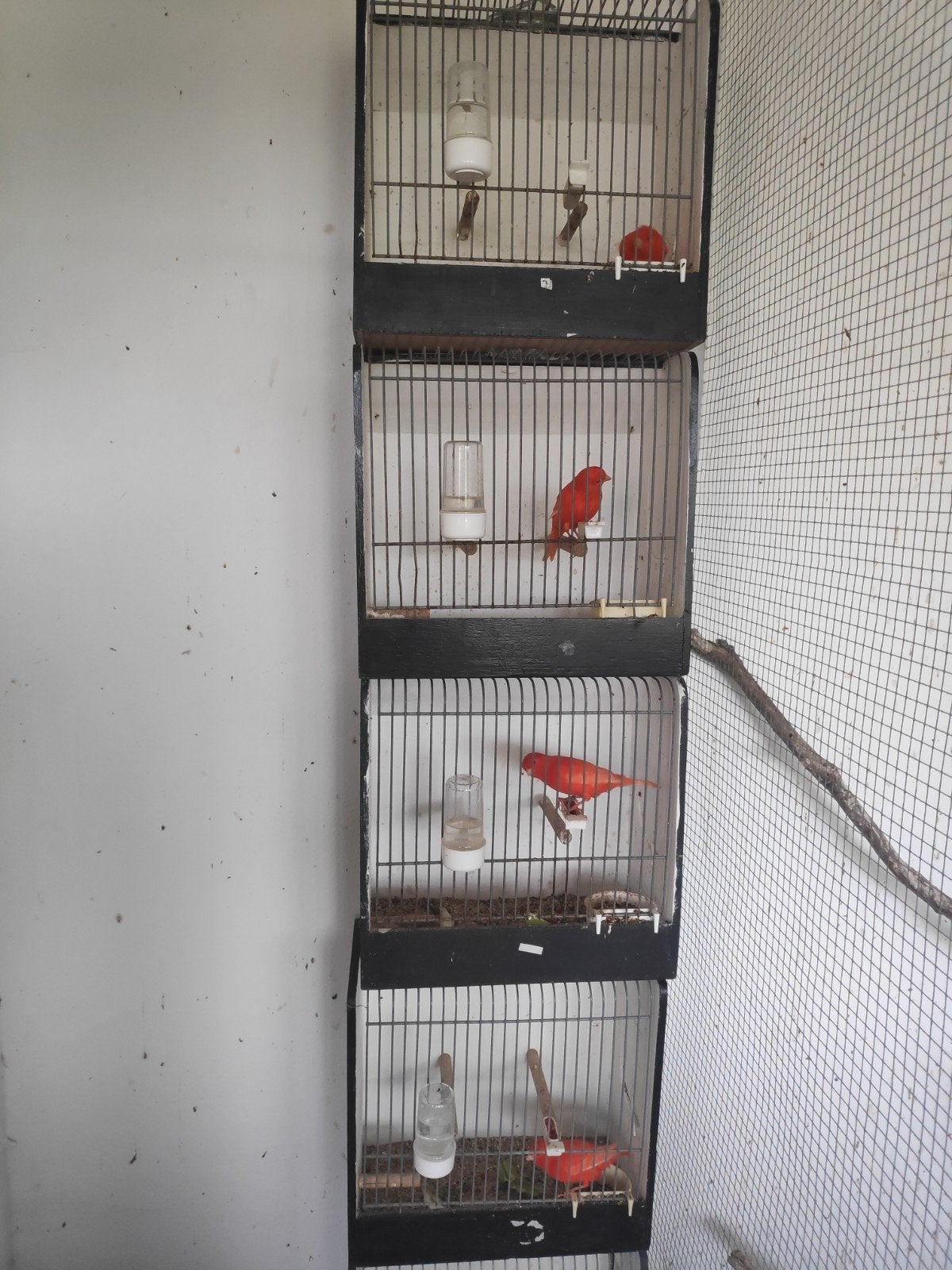 te koop TT kooien., Dieren en Toebehoren, Ophalen, Gebruikt, Hout, Vogelkooi