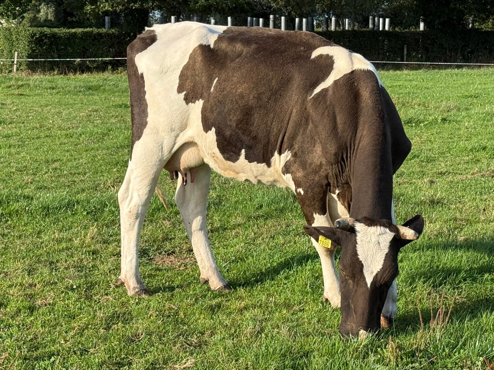 Vleesras zoogstel met vaarskalf te koop, Dieren en Toebehoren, Mannelijk