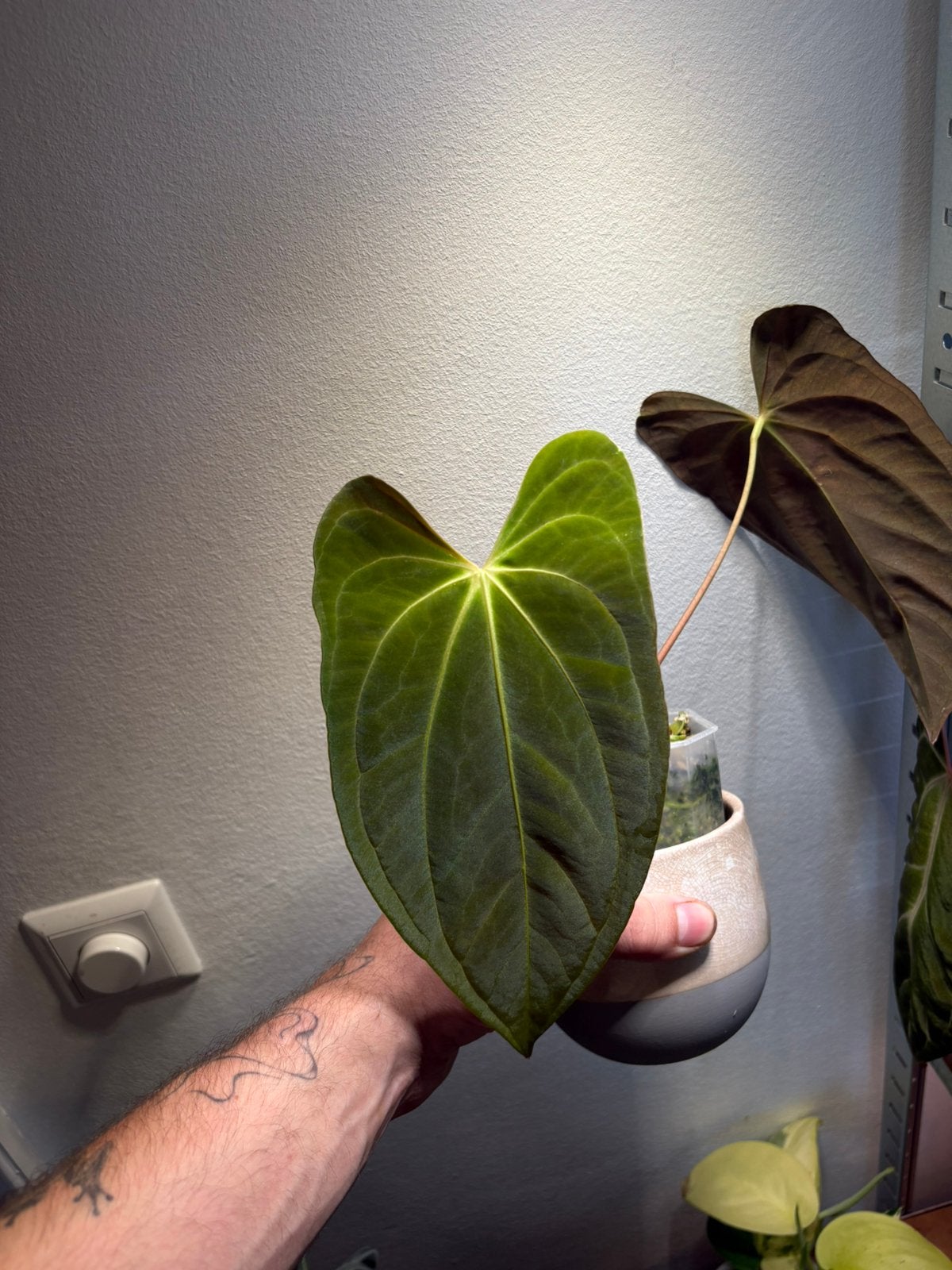 Anthurium pure pap, Huis en Inrichting, Kamerplanten, Ophalen of Verzenden, Halfschaduw, Minder dan 100 cm