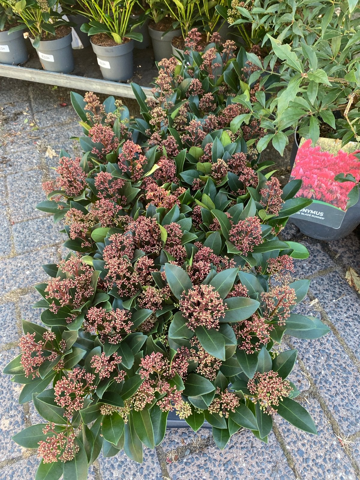 Skimmia rubella - Wintergroene sierheester met rode knoppen, Vaste plant, Halfschaduw, Lente, Ophalen