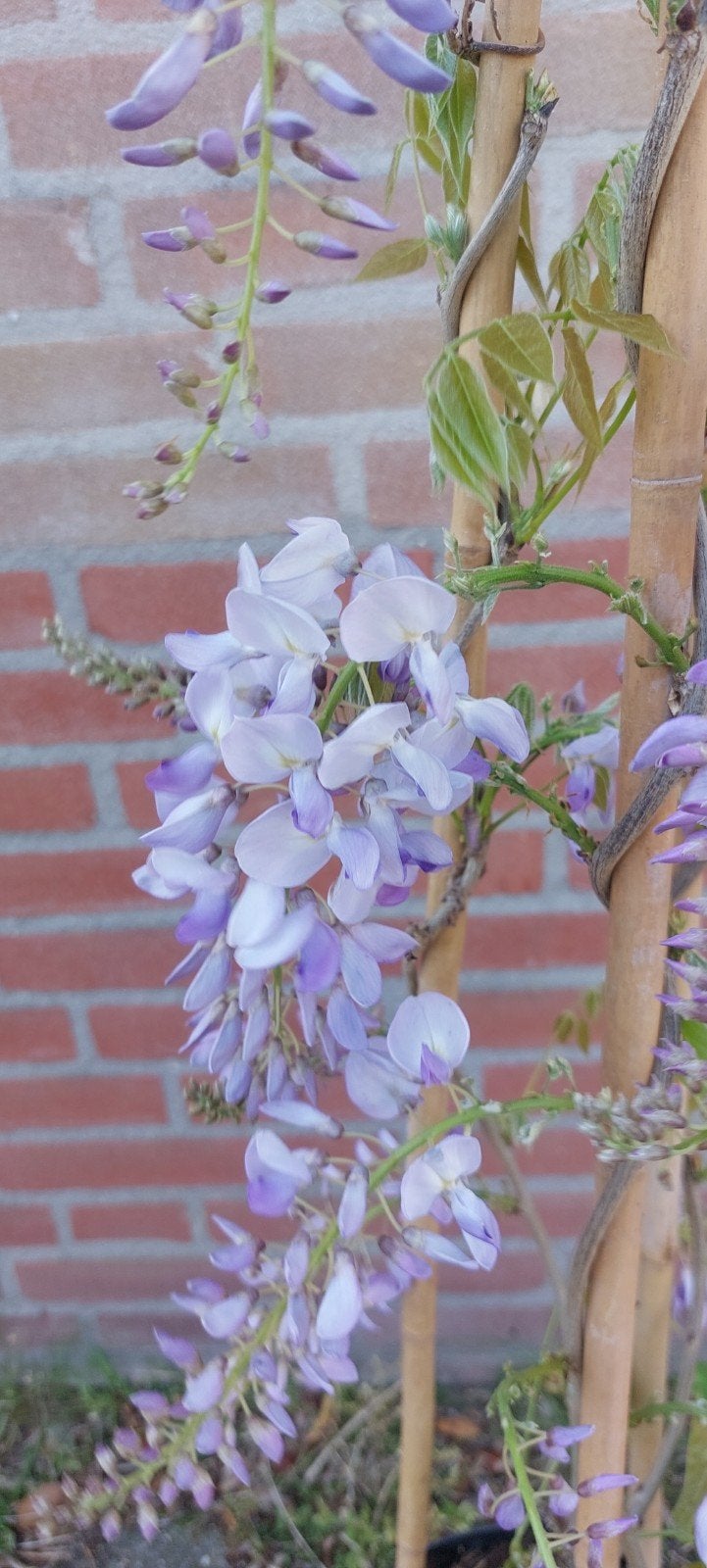 wisteria in de kleur blauw en wit, Ophalen of Verzenden, Volle zon