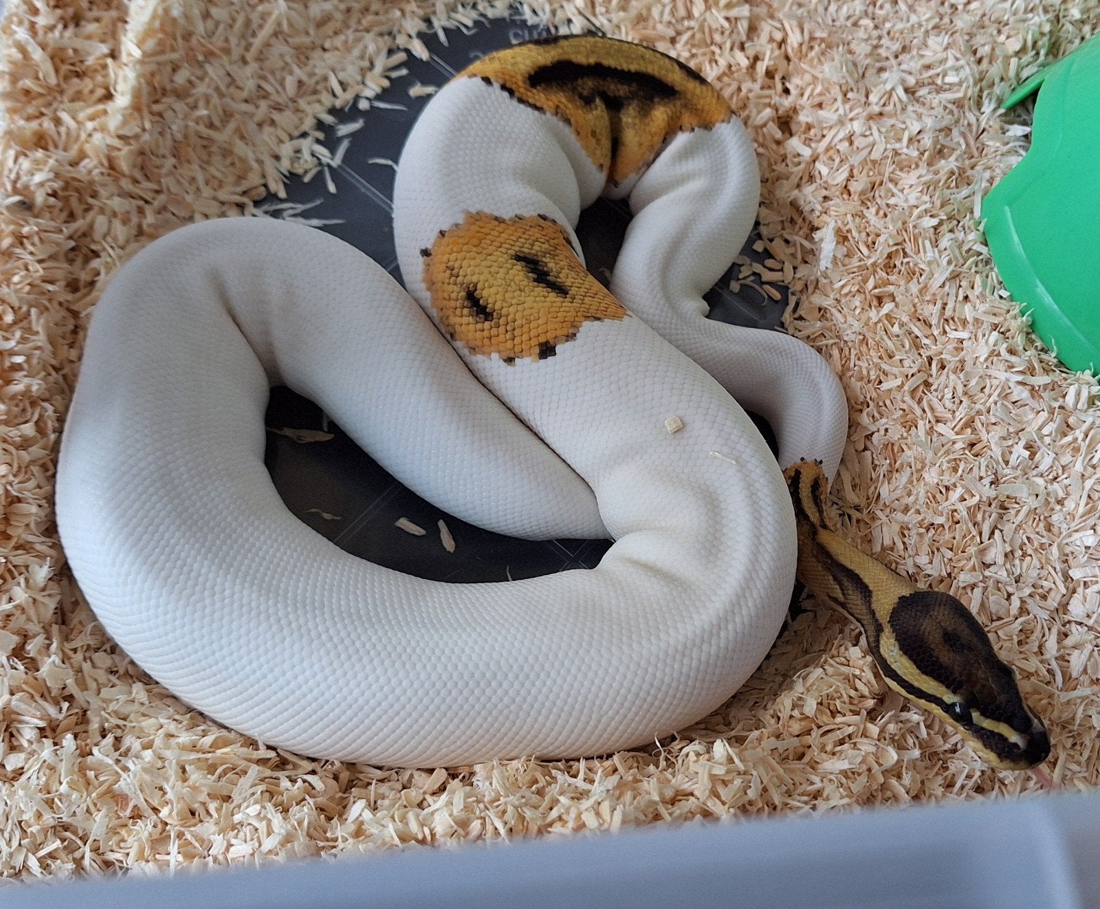 pastel pied het hypo 50%het ultramel Ball Python - male for sale from SC