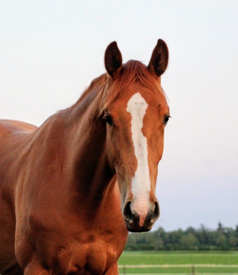 Mermus R x Amadeo van 't Vossenhof Z, Dieren en Toebehoren, Paarden, Ruin, Ontwormd, 0 tot 2 jaar
