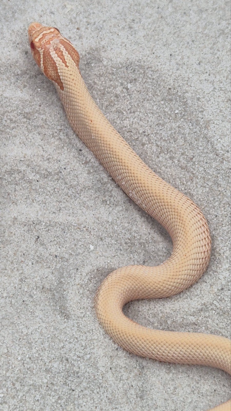 Haakneusslang het snow Hognose Snake photo 4