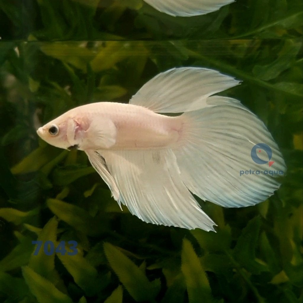 Betta spl. male / veiltail wit, Dieren en Toebehoren, Vis, Zoetwatervis