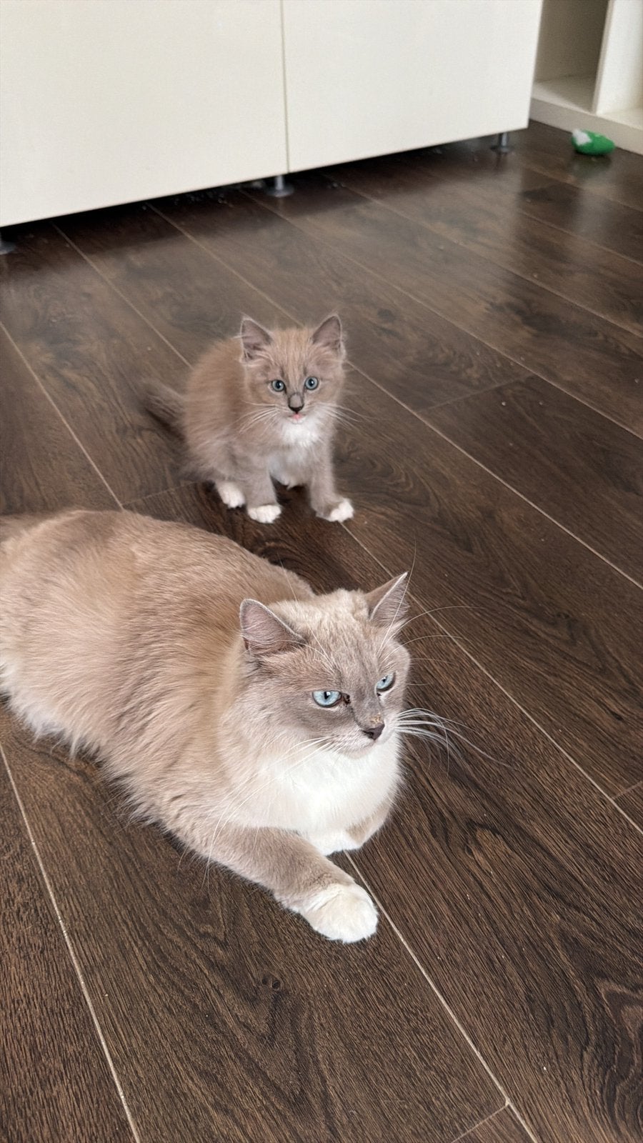 Ragdoll kittens mogen verhuizen, Dieren en Toebehoren, Katten en Kittens | Raskatten | Langhaar, Meerdere dieren, Ontwormd, 0 tot 2 jaar
