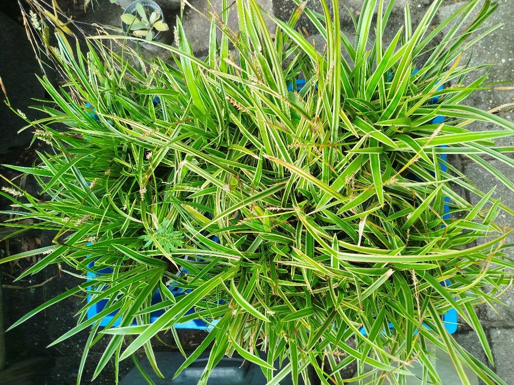 7* carex morrowii variegata, Ophalen, Siergrassen, Halfschaduw