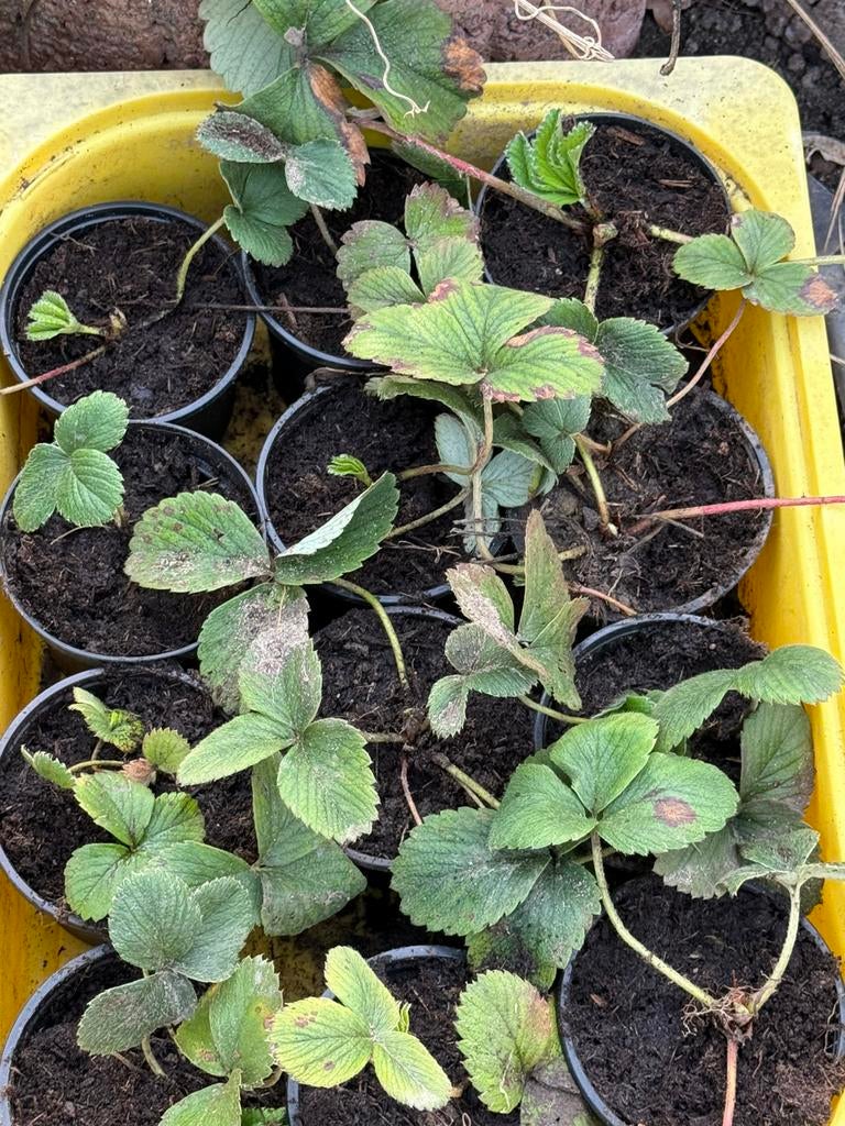 Ananas aardbeien planten, Ophalen, Volle zon