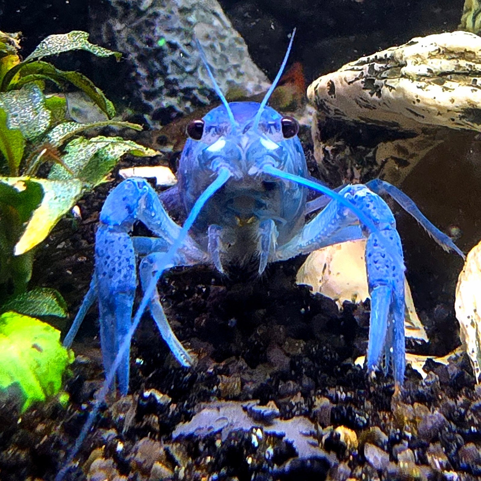 Aquarium vissen sale! Blauwe florida kreeften, Dieren en Toebehoren, Vissen | Aquariumvissen, Vis