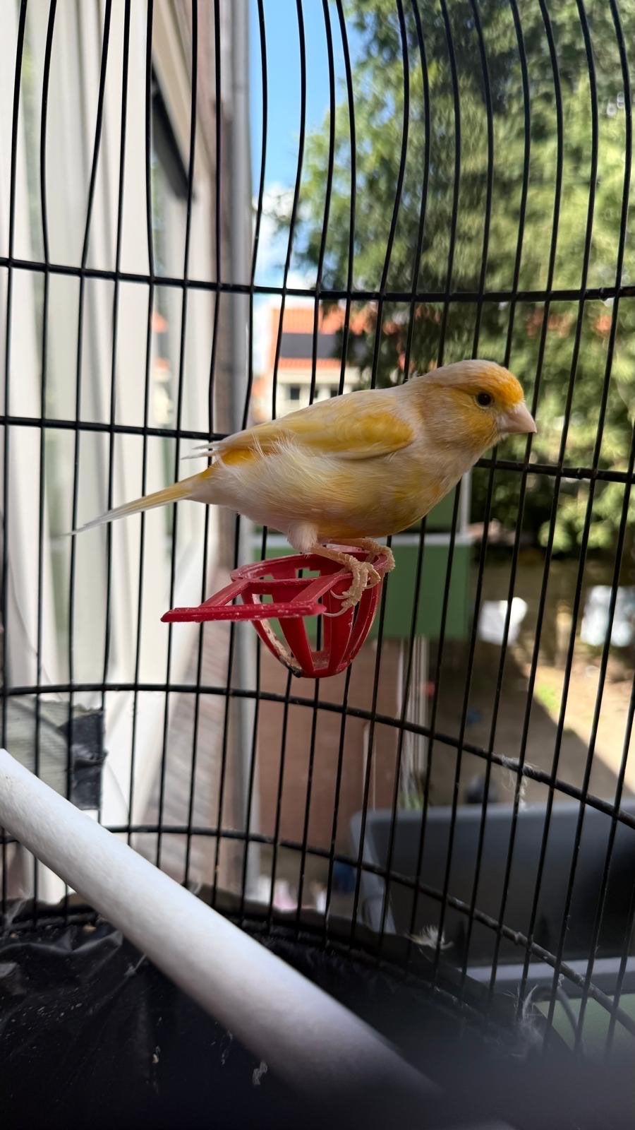 Kanarie te koop met kooi, Dieren en Toebehoren, Vogels | Kanaries, Mannelijk, Zangkanarie