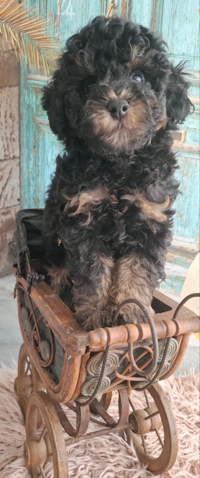 prachtig black and tan toypoedel pupje, Poedel, CDV (hondenziekte), 8 tot 15 weken, Meerdere