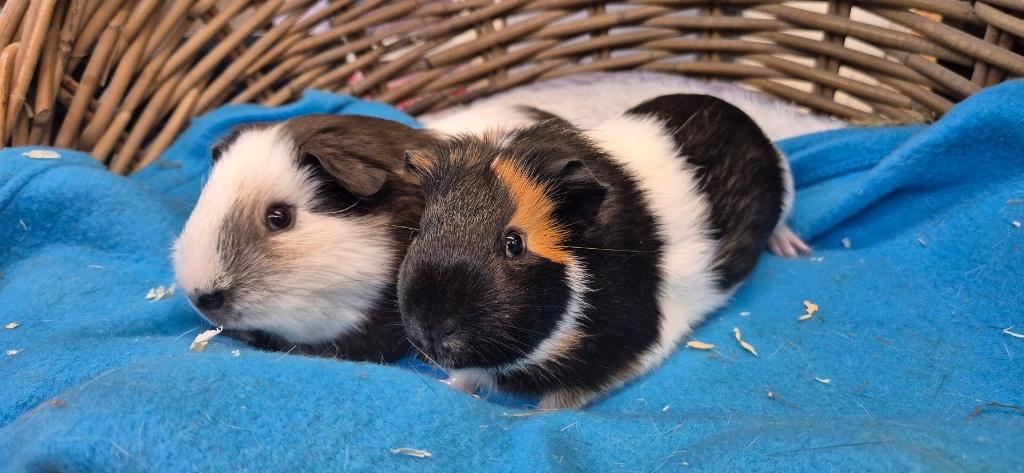 Caviakoppel BALOU & BANJER uit de opvang zoeken een tehuis, Dieren en Toebehoren, Knaagdieren, Maart, Meerdere dieren, Cavia