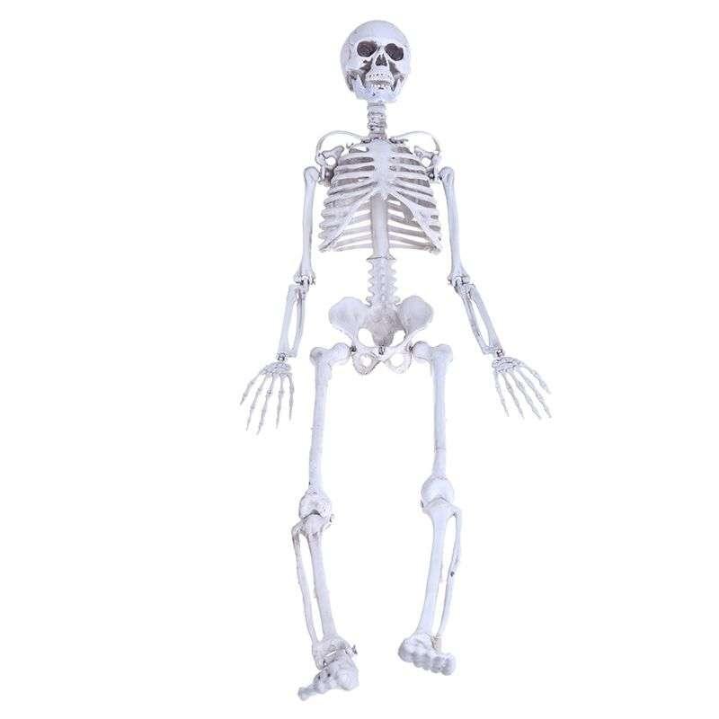 Skelet / Geraamte 90cm Menselijk School Medisch Anatomie, Verzenden, Nieuw