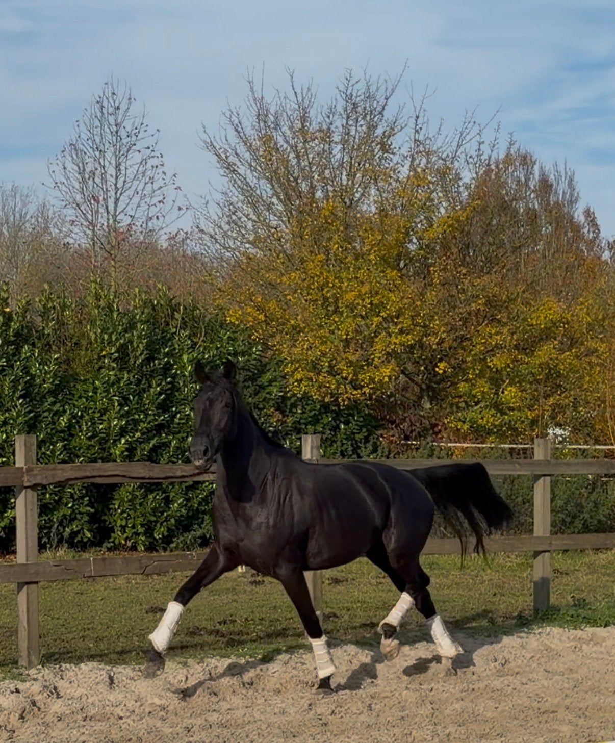 Knappe 4 jarige dressuurgefokte (PROK) merrie, Dieren en Toebehoren, Paarden, Merrie, Met stamboom, B, Dressuurpaard