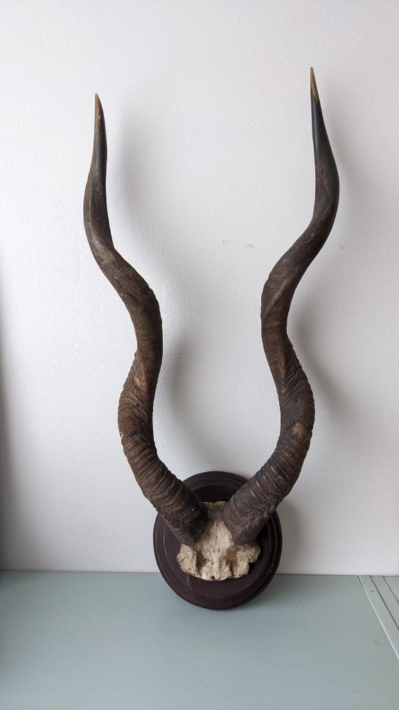 Koedoe/Kudu hoorns op houten schild, Ophalen, Gebruikt, Overige soorten, Gewei of Kop