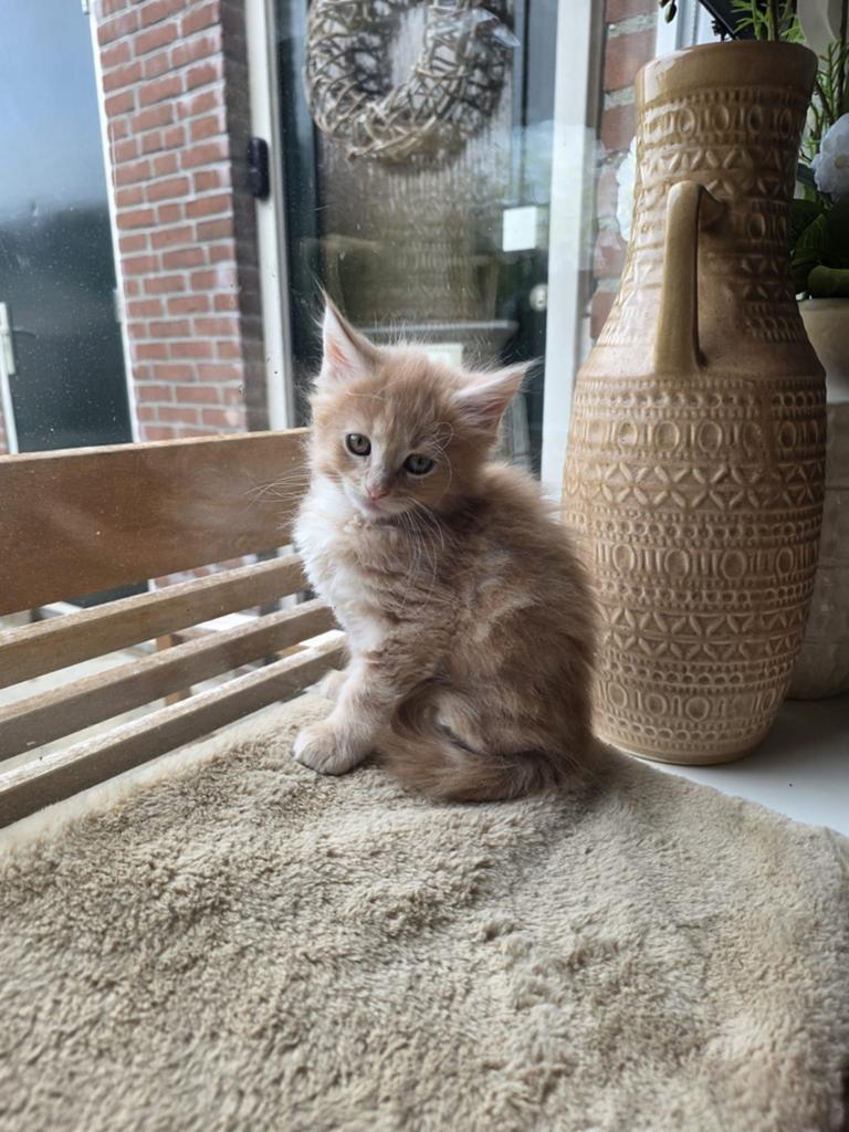 Prachtige Maine Coon katertjes, Meerdere dieren, Gechipt