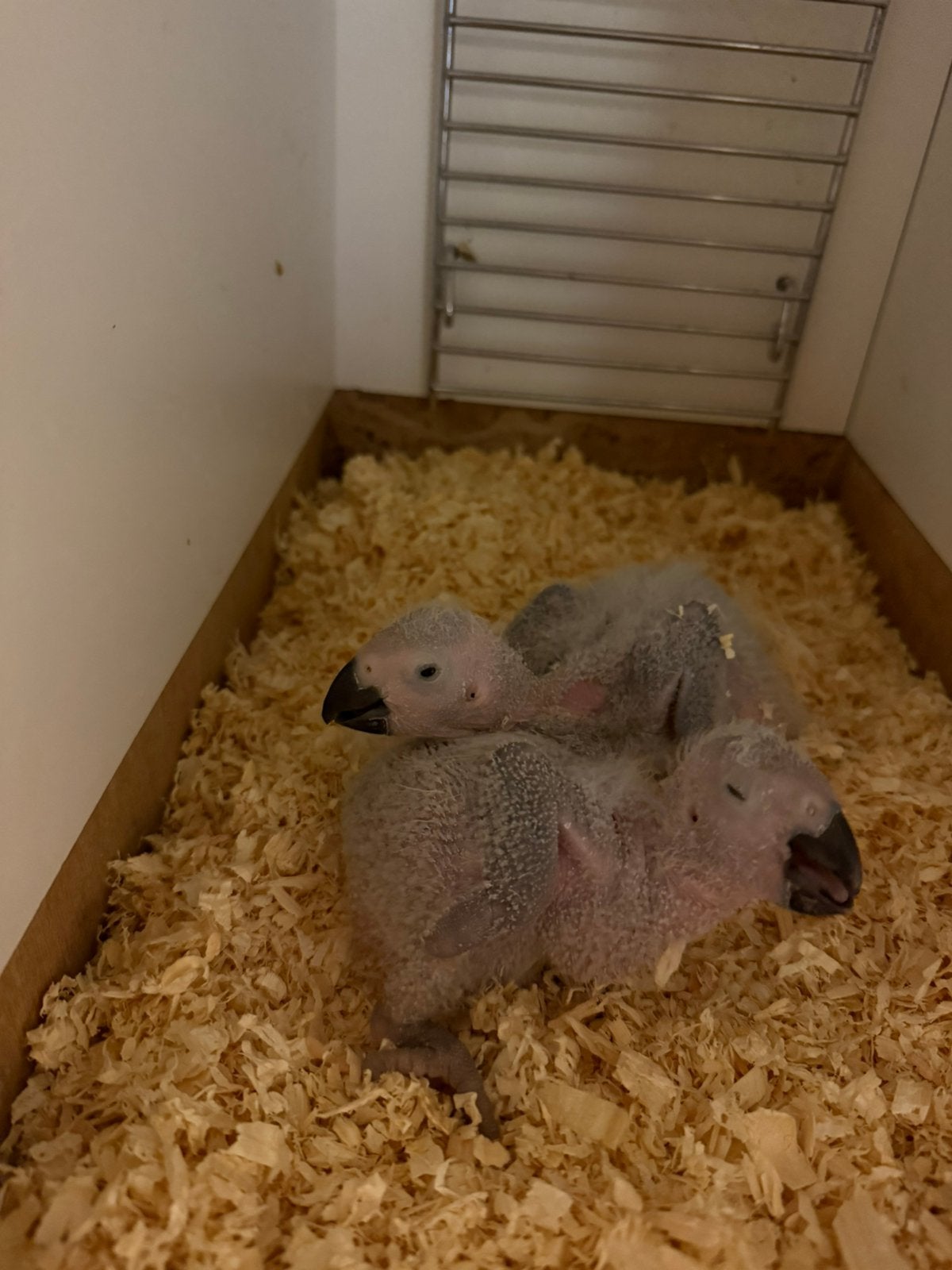 Jonge grijze roodstaart papegaai, Dieren en Toebehoren, Geslacht onbekend, Papegaai