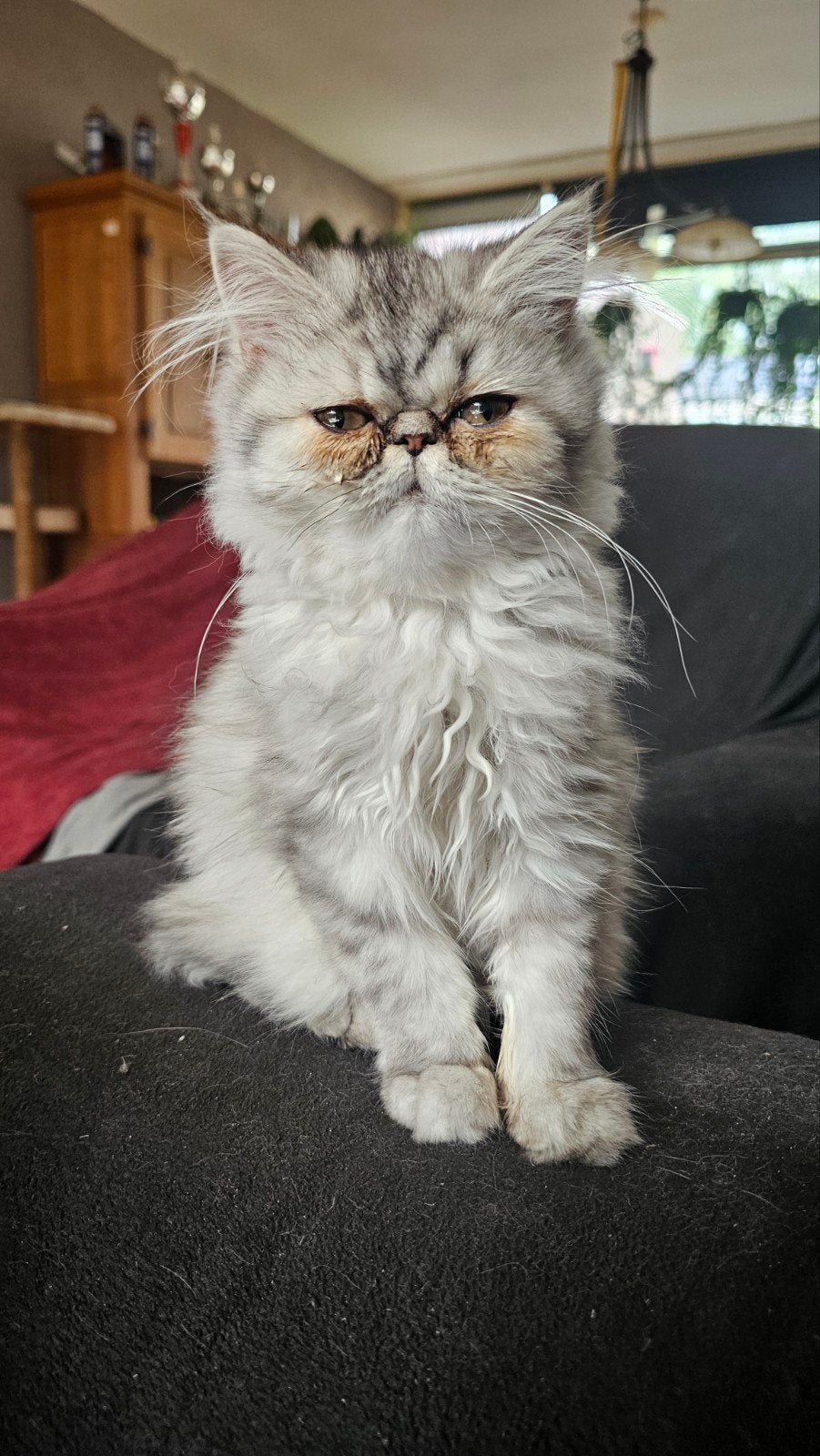 Perzische poes  5 maanden, Poes