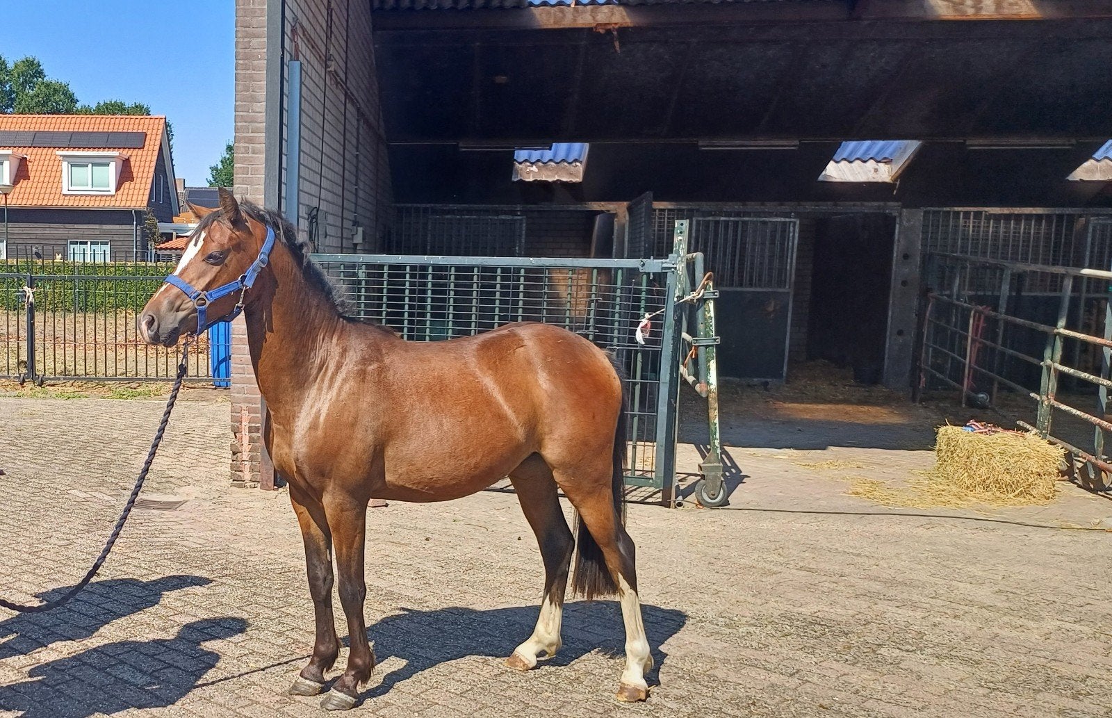2,5 jarige hengsten en Palomino hengst, Dieren en Toebehoren, Hengst, B pony (1.17m tot 1.27m), 3 tot 6 jaar