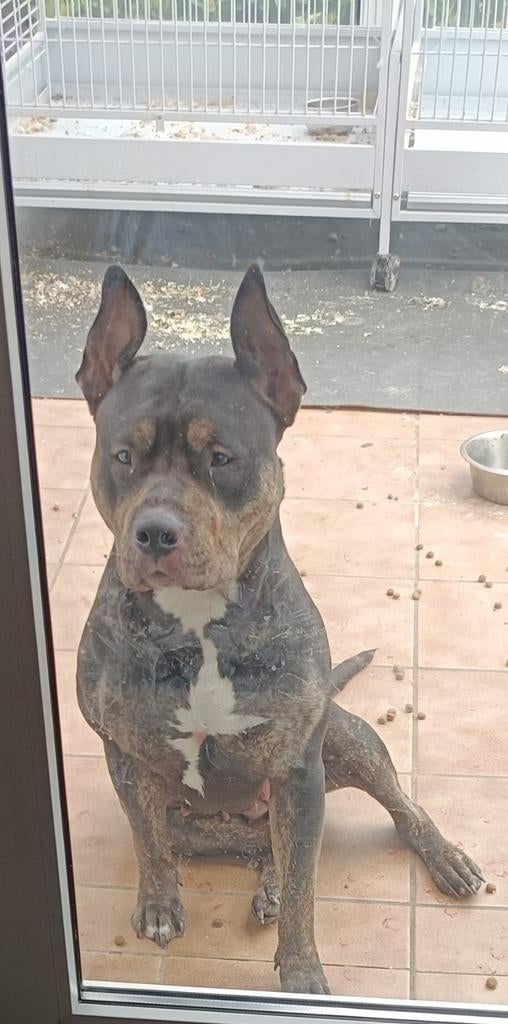 Amerikaanse bully xl zwart bruin met wit, Overige rassen, 1 tot 2 jaar, Teef, Eén hond