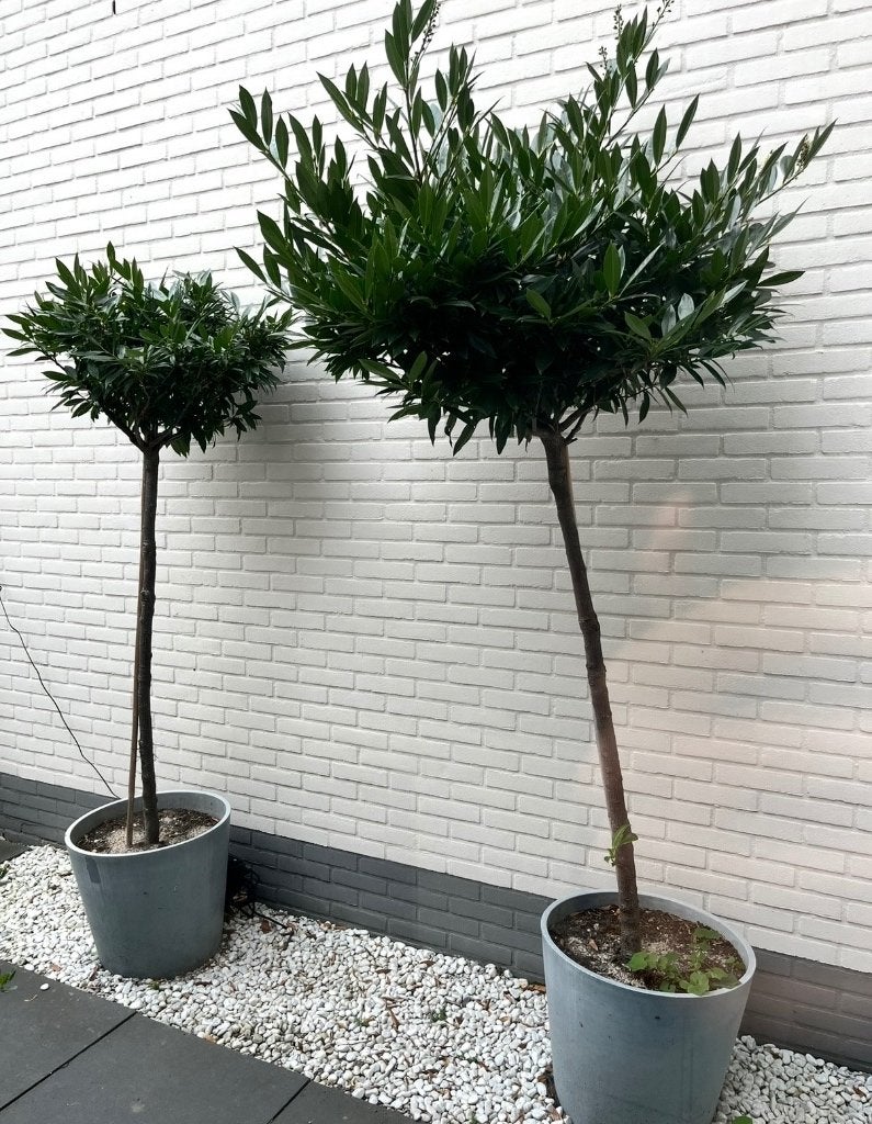 Laurier stam  - Laurus Nobilis, Herfst, Halfschaduw, Overige soorten, 100 tot 250 cm