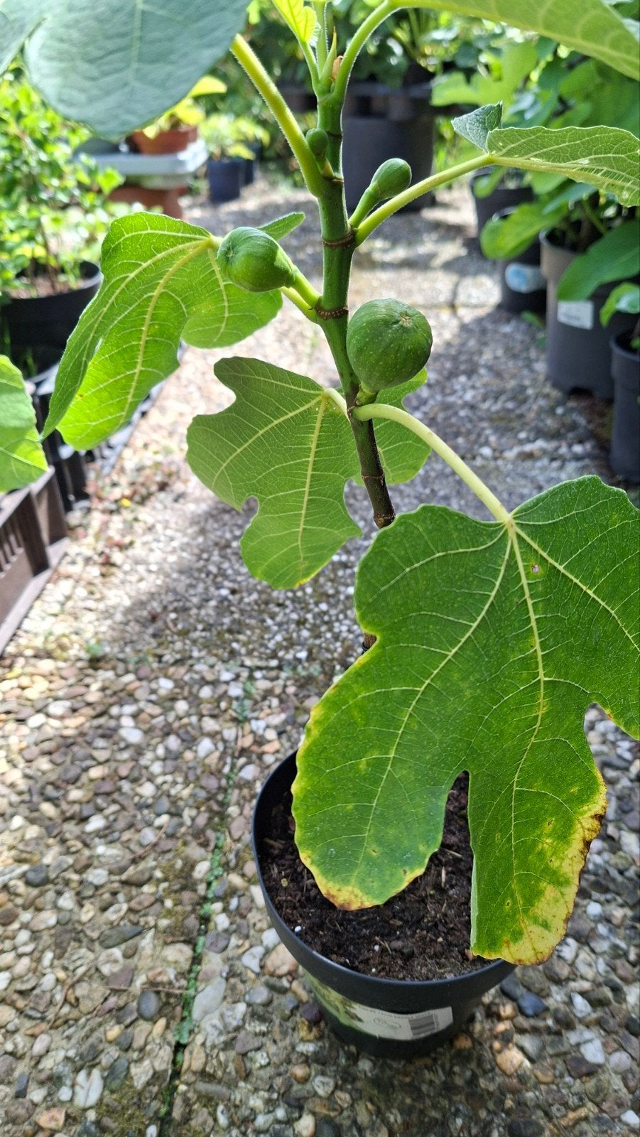 Vijgenboom Ficus Carica, Brown Turkey., Ophalen, In pot, Vijgenboom