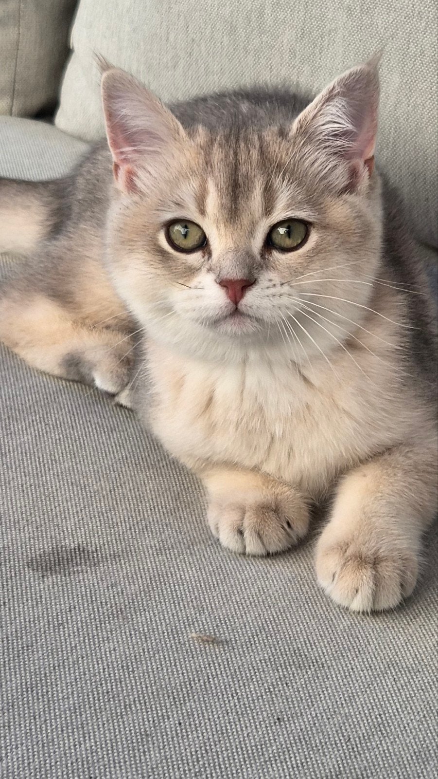 Britse korthaar Blue golden kater 13 weken, Kater, Gechipt, 0 tot 2 jaar