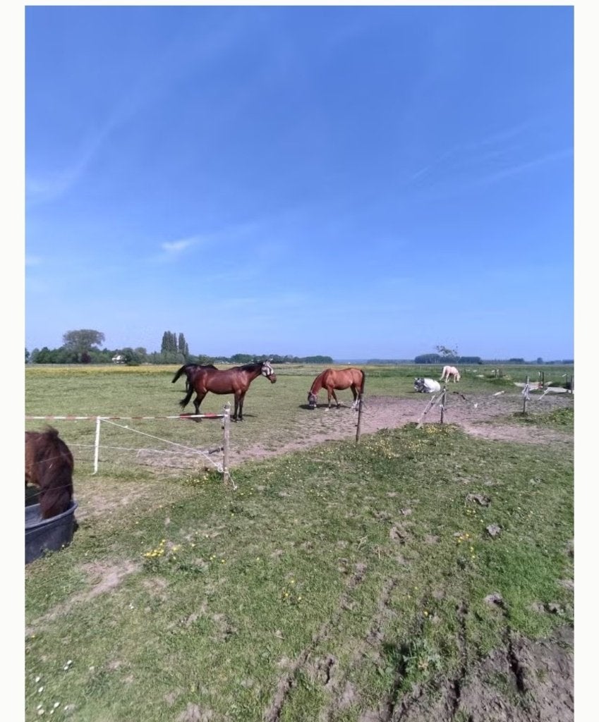 Paardenstal met weidegang pensionstalling, Weidegang