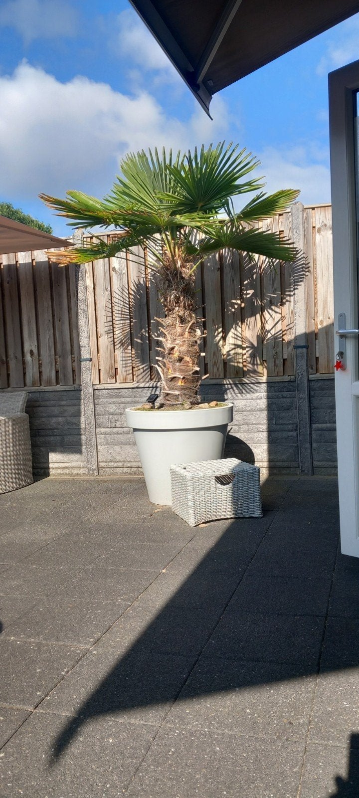 TeKoop, mooie palmboom., 100 tot 250 cm, Zomer, Palmboom, Ophalen