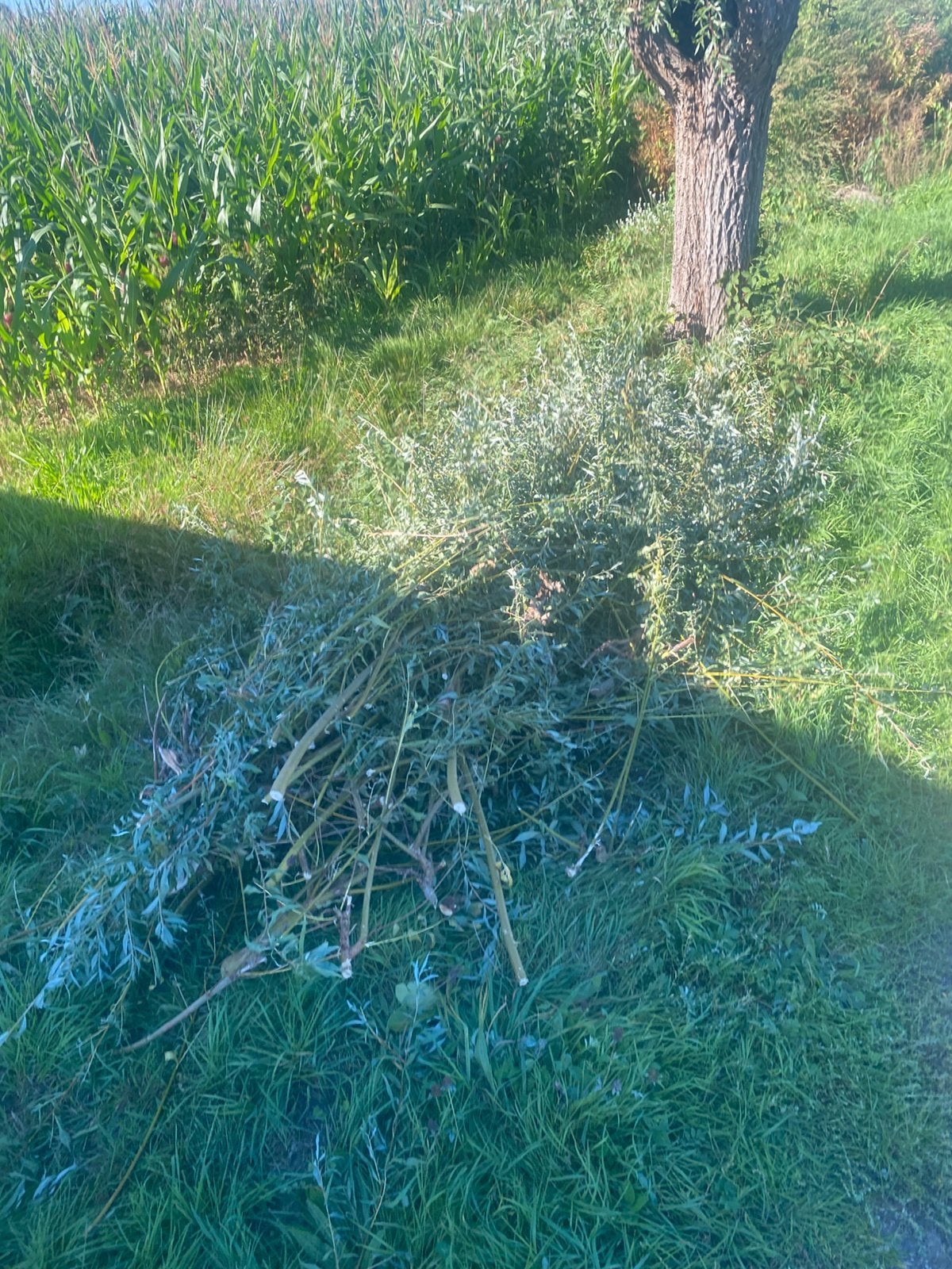 Wilgentakken gratis, Ophalen, Overige soorten, Minder dan 100 cm