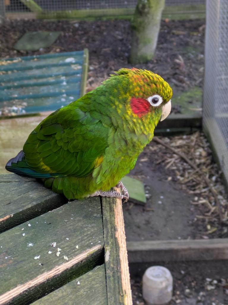 Koppel Pyrrhura Hoffmanni Gaudens, Meerdere dieren, Parkiet, Geringd