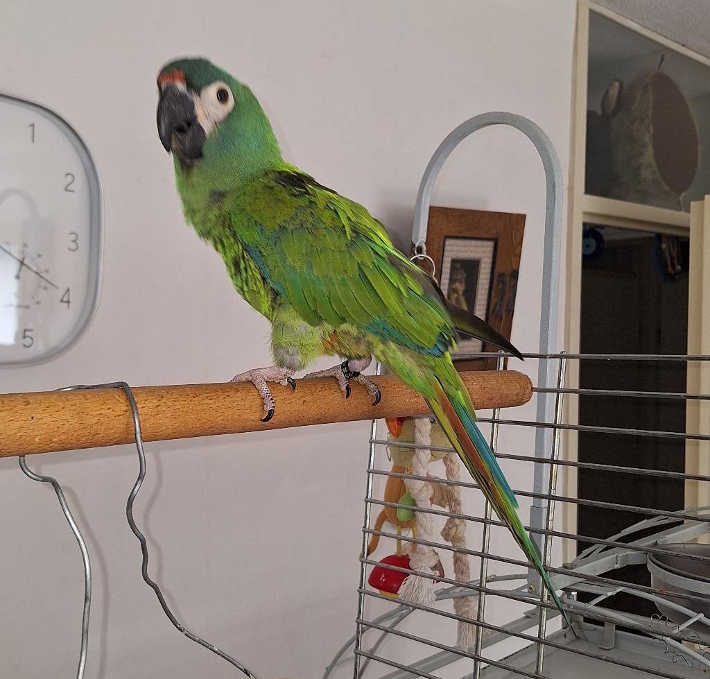 Ara Marakana man & Spitz Pomeriaan & koppel Amazones, Dieren en Toebehoren, Vogels | Parkieten en Papegaaien, Mannelijk, Papegaai
