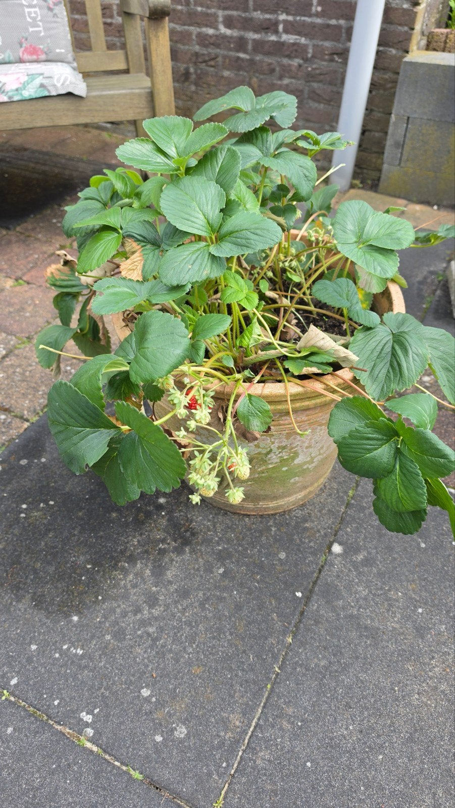 Terra Cotta pot met bio aardbeien, Ophalen, Volle zon