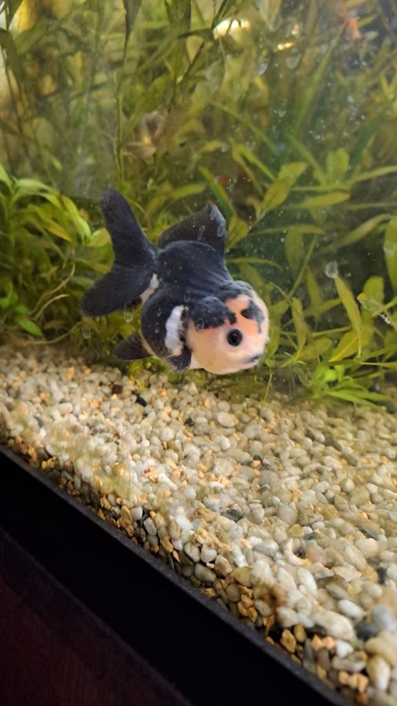 Oranda goudvis, Vis
