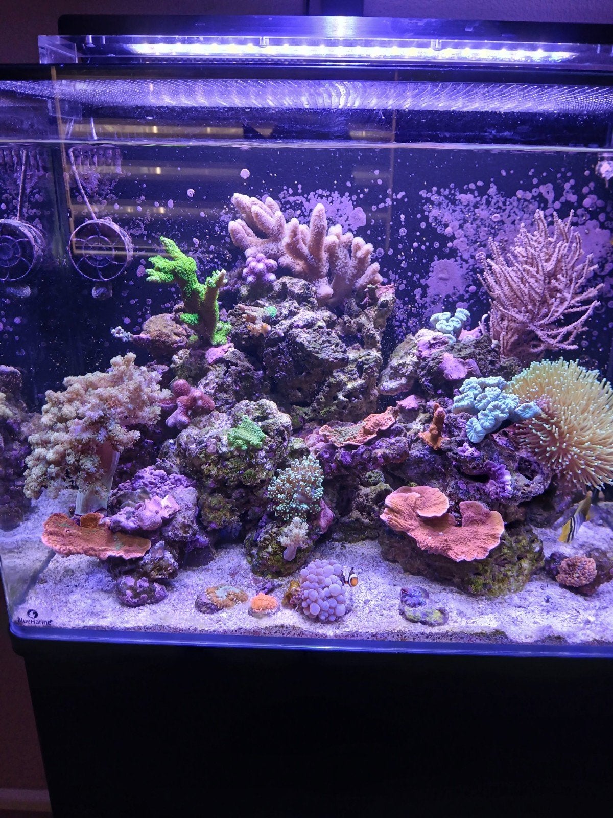bleu marine 120 liter met levend steen en wat coralen, Ophalen, Inclusief deksel, Zo goed als nieuw, Gevuld zeewateraquarium