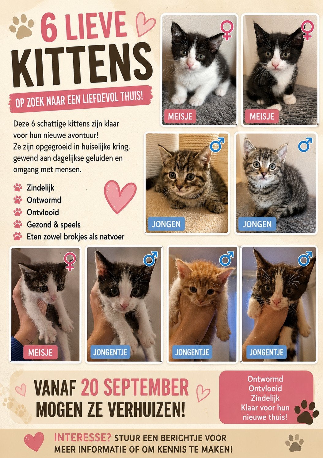 deze lieve kittens zoeken een warm enliefdevolle huis!!, Dieren en Toebehoren, Meerdere dieren, Kortharig, 0 tot 2 jaar