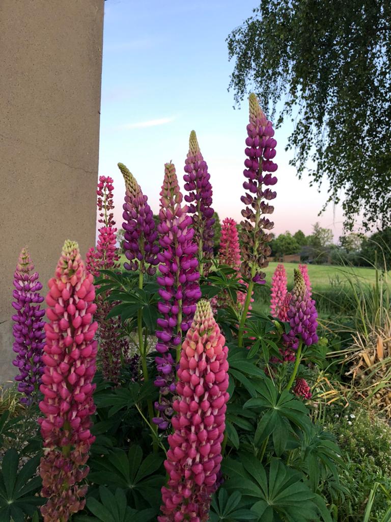 Lupine stekjes, Tuin en Terras, Planten | Tuinplanten, Volle zon, Vaste plant, Zomer, Ophalen