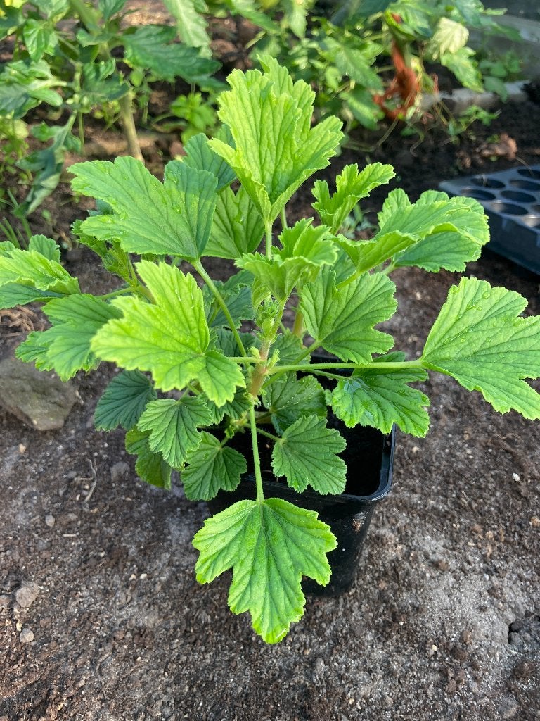 citroen geranium, Huis en Inrichting, Kamerplanten, Overige soorten, Minder dan 100 cm, Groene kamerplant, Halfschaduw, In pot