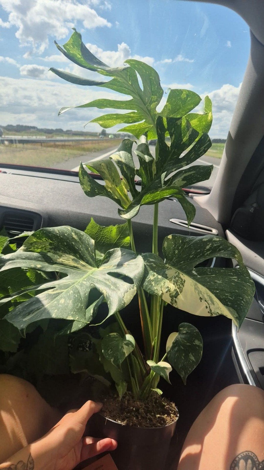 Monstera Thai Constellation - Prachtige Kamerplant, Vaste plant, Bloeit niet, Halfschaduw, Ophalen