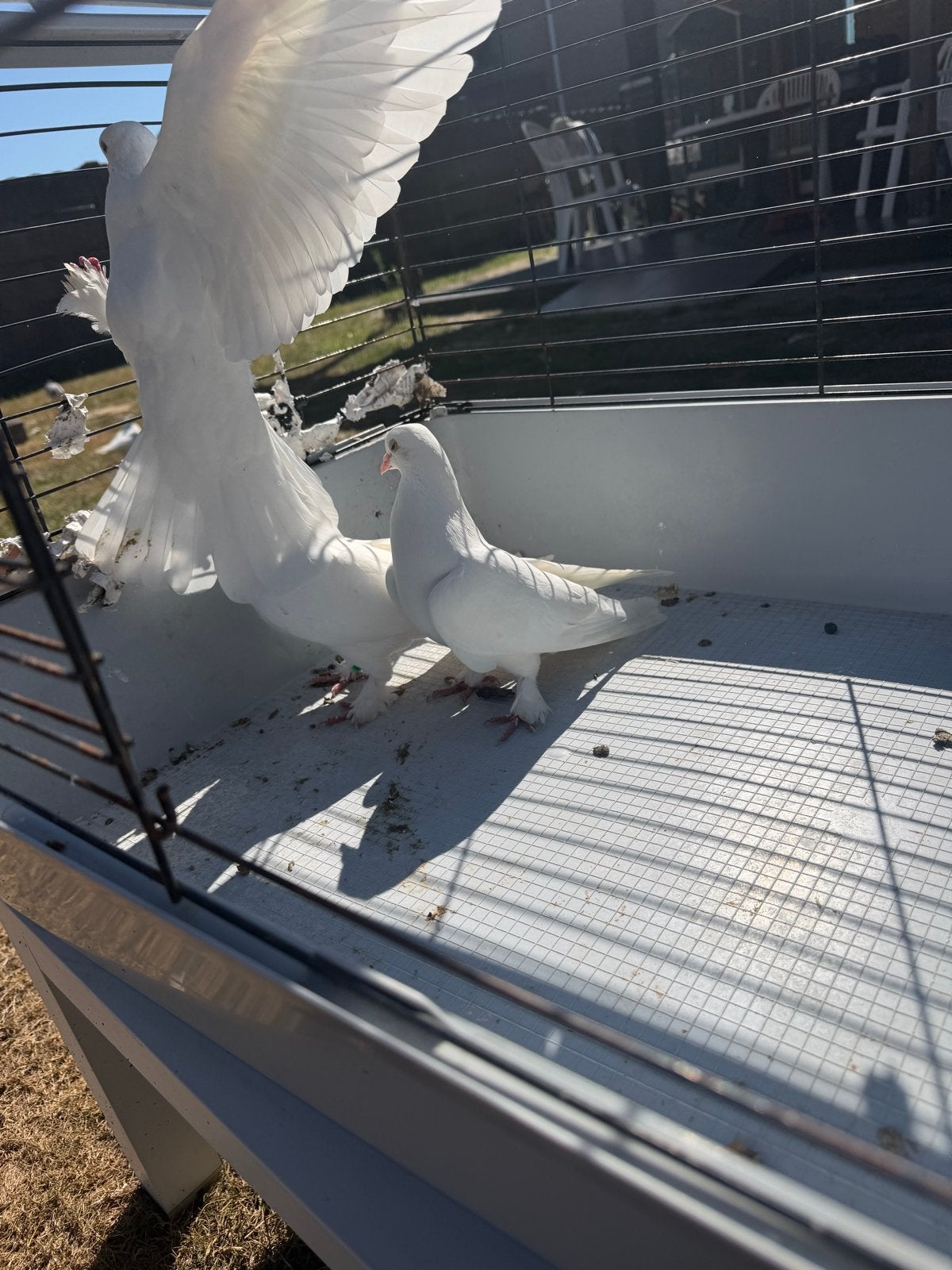 Taka te koop, Dieren en Toebehoren, Vogels | Duiven, Meerdere dieren