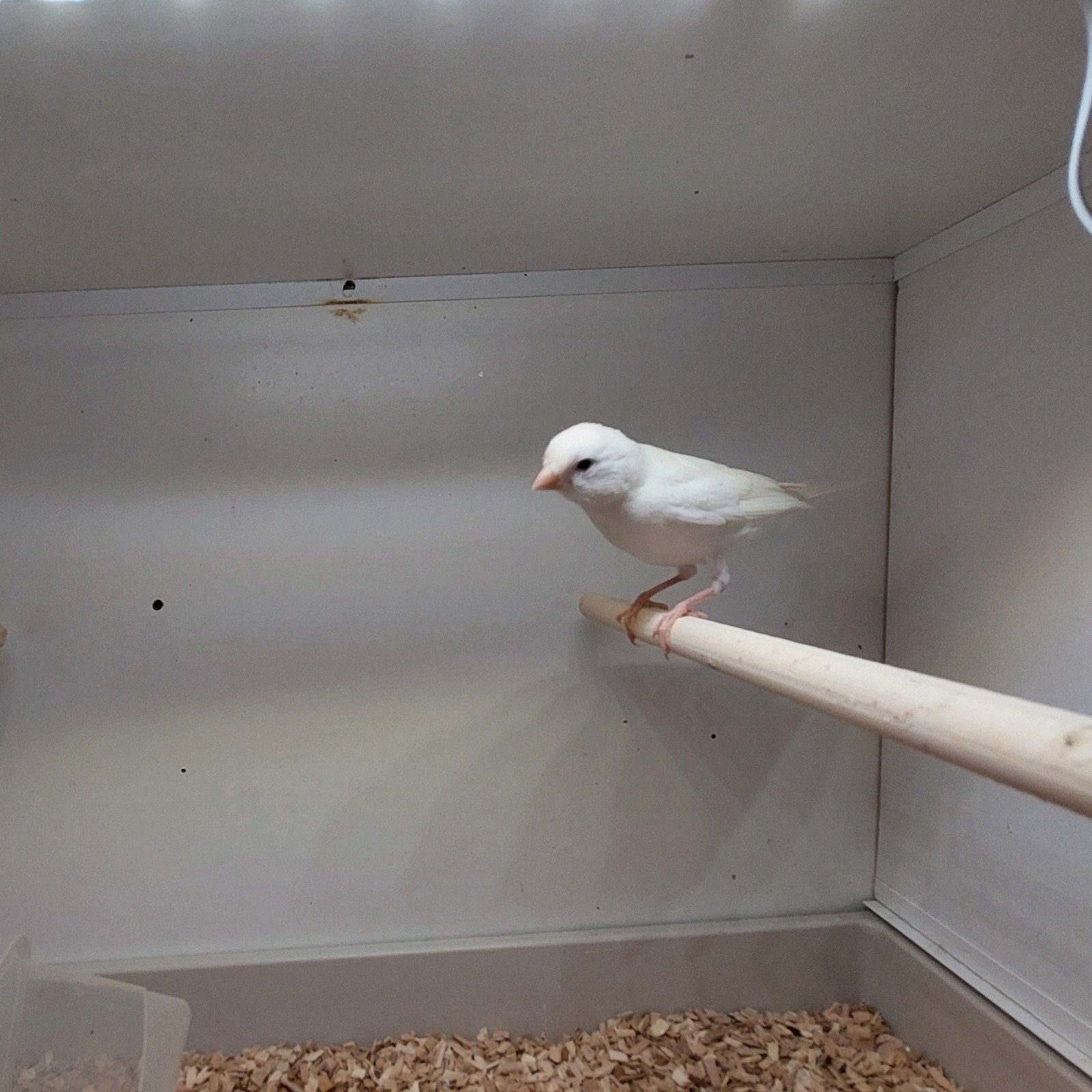 Kanarie pop, Dieren en Toebehoren, Vrouwelijk
