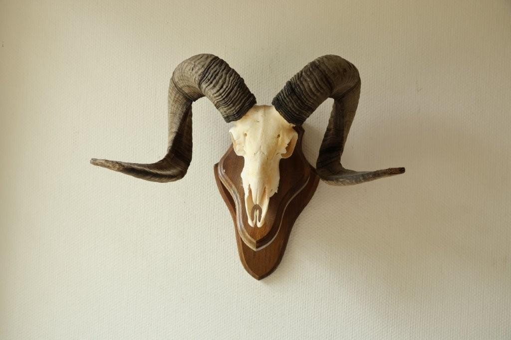 Taxidermie Moeflon gewei / schedel, Verzamelen, Dierenverzamelingen, Ophalen of Verzenden, Gebruikt, Overige soorten, Gewei of Kop