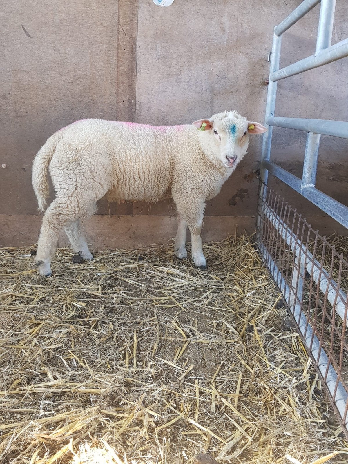 Ramlam te koop, Mannelijk, Schaap, 0 tot 2 jaar