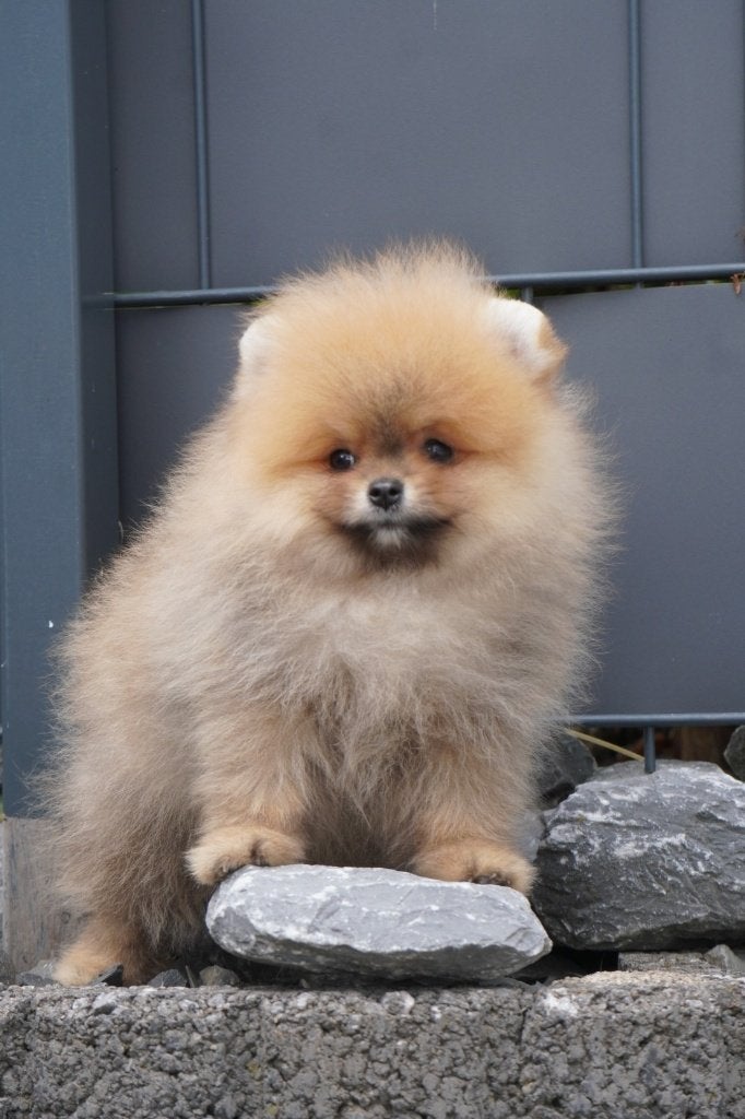 Pomeriaan pup reutje Orange Sable – Bear type, Nederland, Keeshond, Reu, 8 tot 15 weken