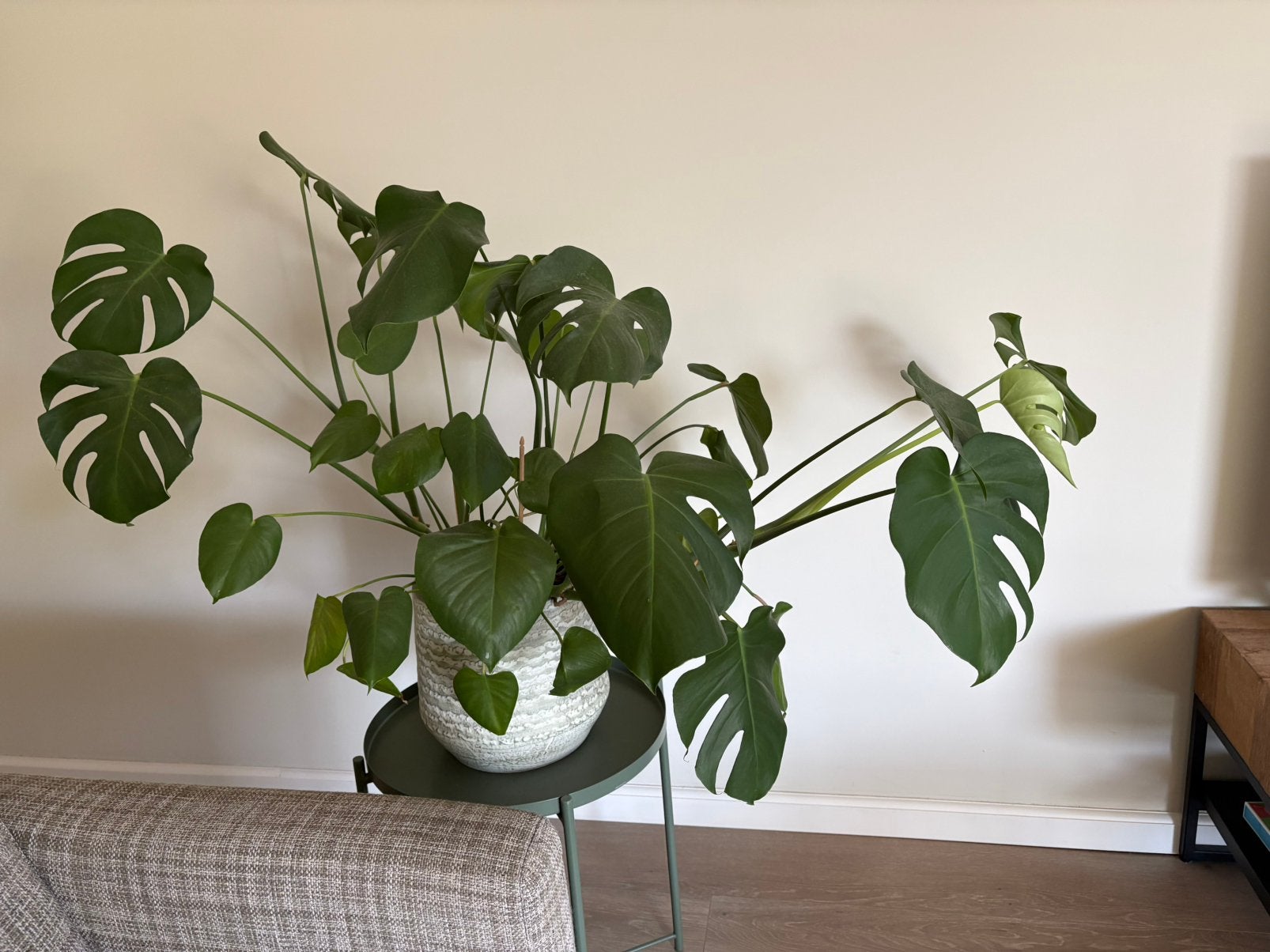 Monstera gatenplant, Ophalen, Halfschaduw, Minder dan 100 cm