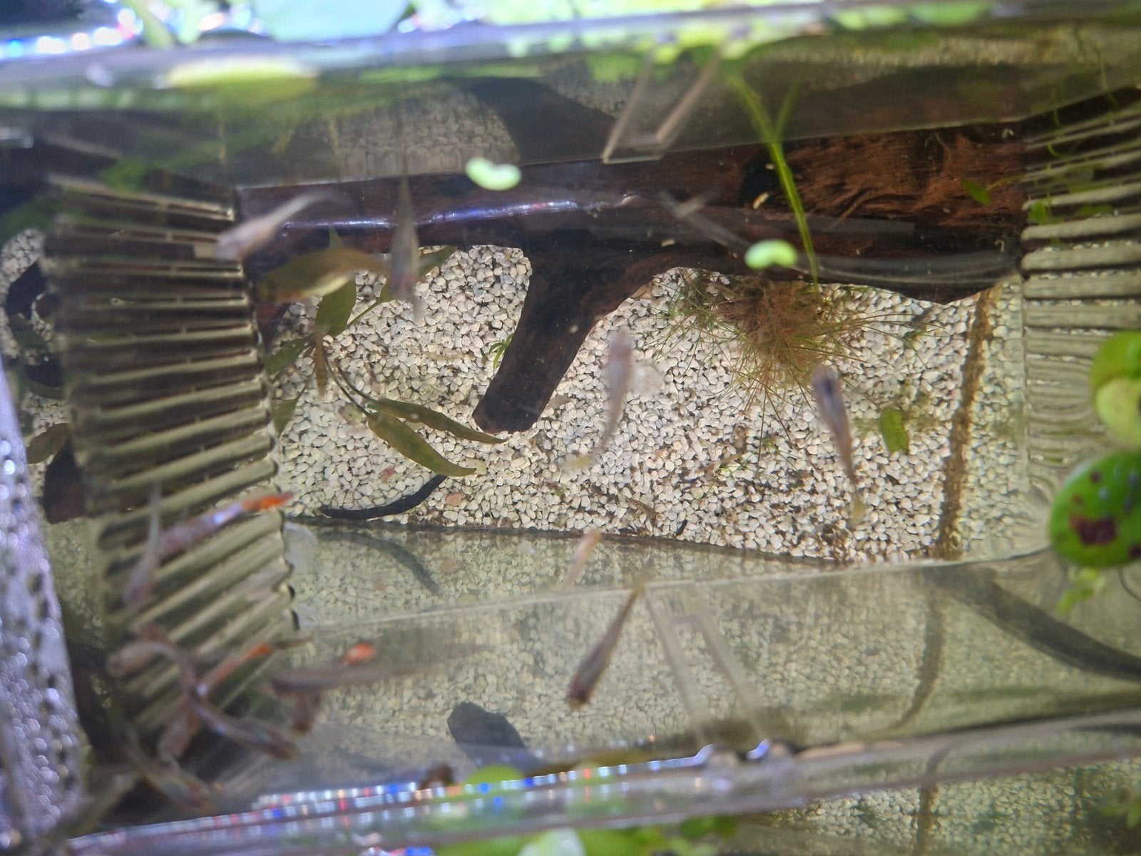 Gratis af te halen ruim 15 gyppies mannetjes en vrouwtjes, Dieren en Toebehoren, Vissen | Aquariumvissen, Vis