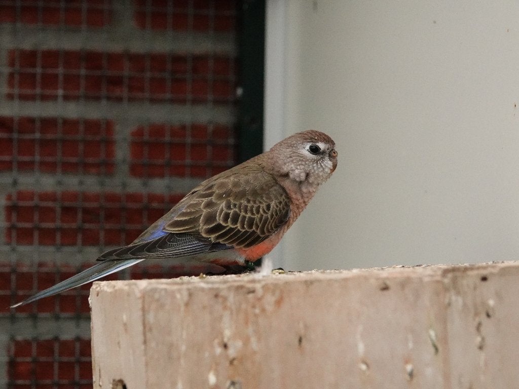 Te koop: Bourke parkieten, Dieren en Toebehoren, Vogels | Parkieten en Papegaaien, Meerdere dieren, Parkiet