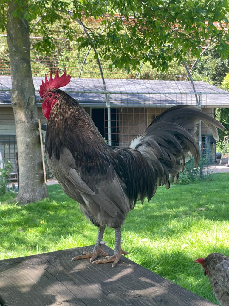 Silver udd haan., Dieren en Toebehoren, Mannelijk, Kip